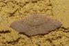 Cyclophora puppillaria